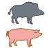 Peste porcine africaine - Mesures renforcées de surveillance et de contrôle